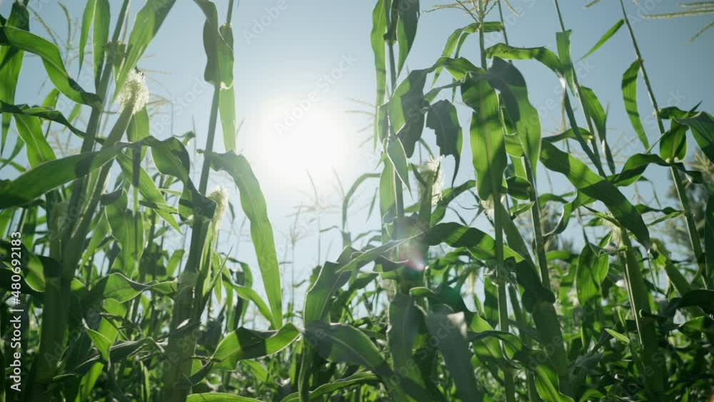 Cornfield on the background of bright sunlight. Sunlight streams through the wind-swaying cornstalks. Cornfield on the background of bright sunlight. Sunlight streams through the wind-swaying cornstalks.