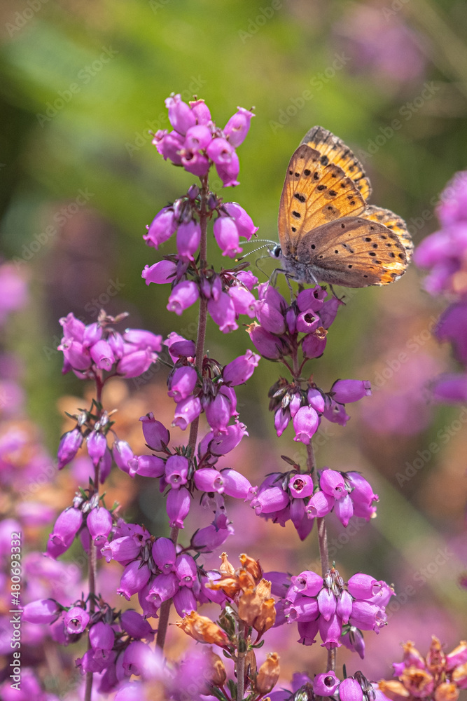 Mauve flowers with orange butterfly Mauve flowers with orange butterfly