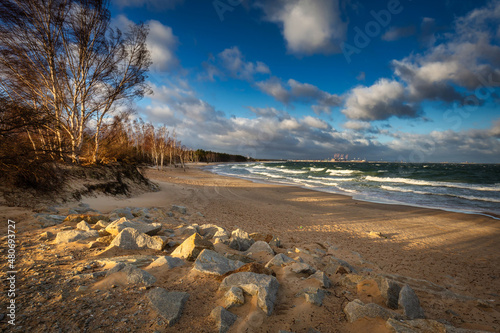 Windy day on the beach with birtch trees at Baltic Sea in Gdansk. Poland