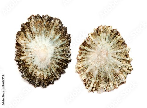 Принти на полотні Limpet shells found on beaches of Gran Canaria, isolated on white background