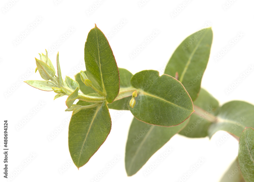 Flora of Gran Canaria -  Eucalyptus camaldulensis, introduced species, glaucous young shoots isolated
