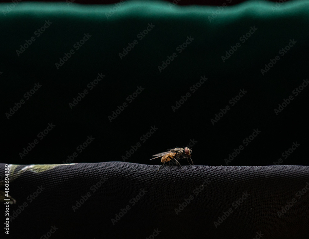 Obraz premium Fly macro closeup photo on cloth