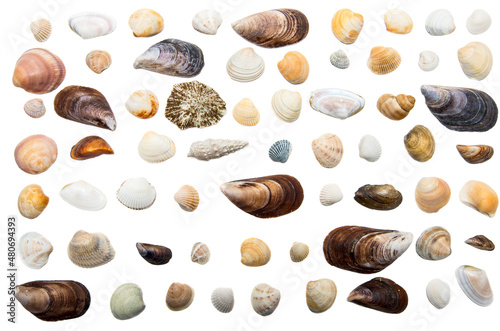 Baltic Sea shells isolated on white background