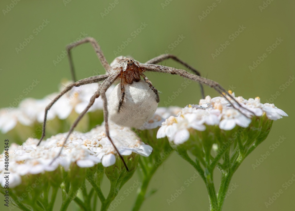 spider on a leaf spider on a leaf