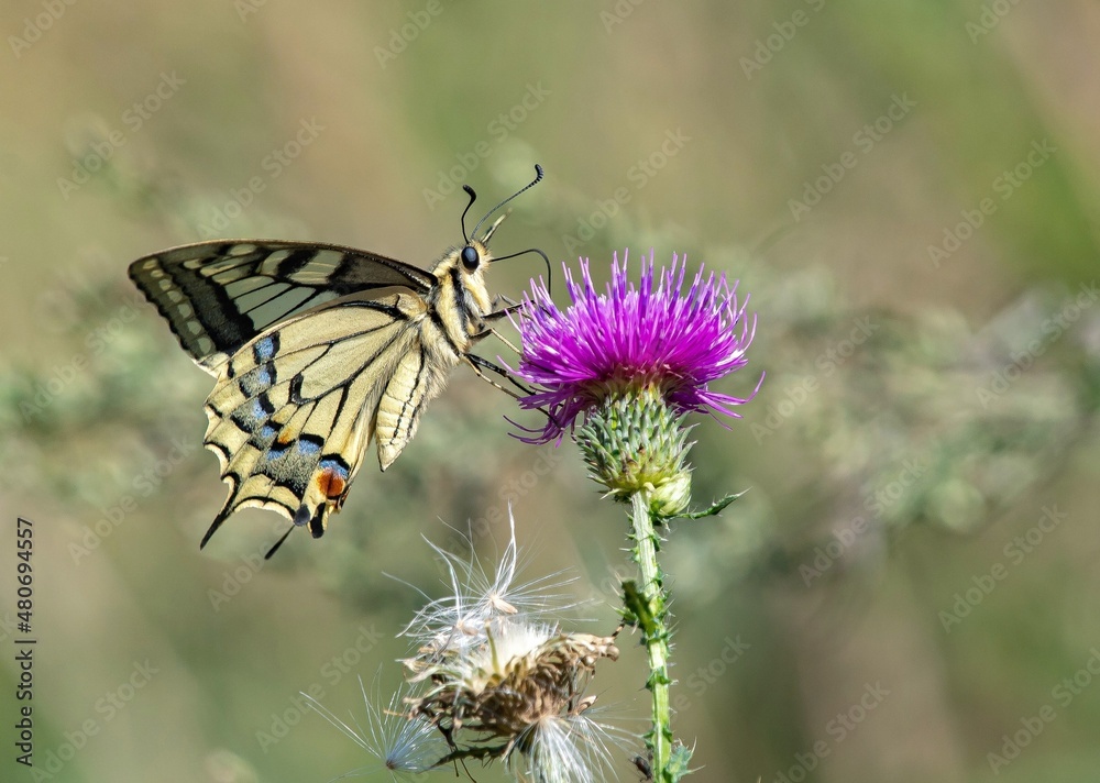 butterfly on flower butterfly on flower