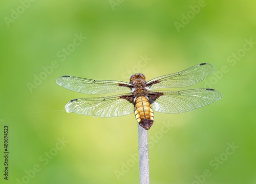 close up of a dragonfly © Мария Быкова