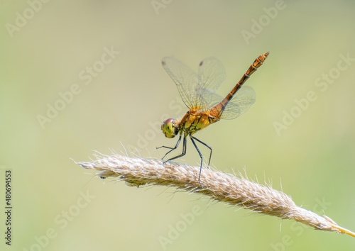 dragonfly on a branch © Мария Быкова