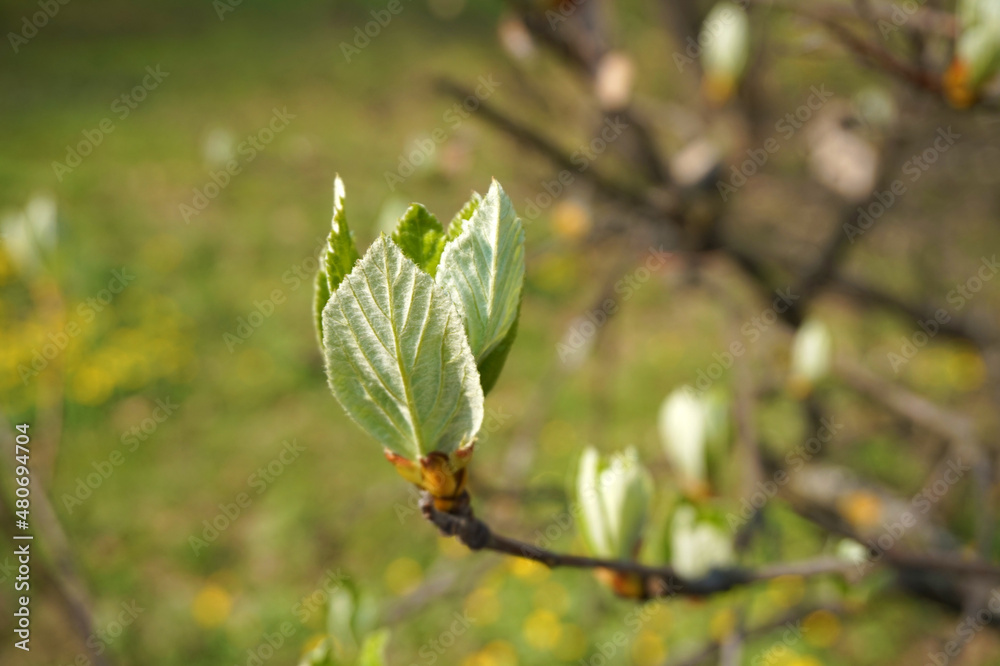 the appearance of the first leaf in early spring the appearance of the first leaf in early spring