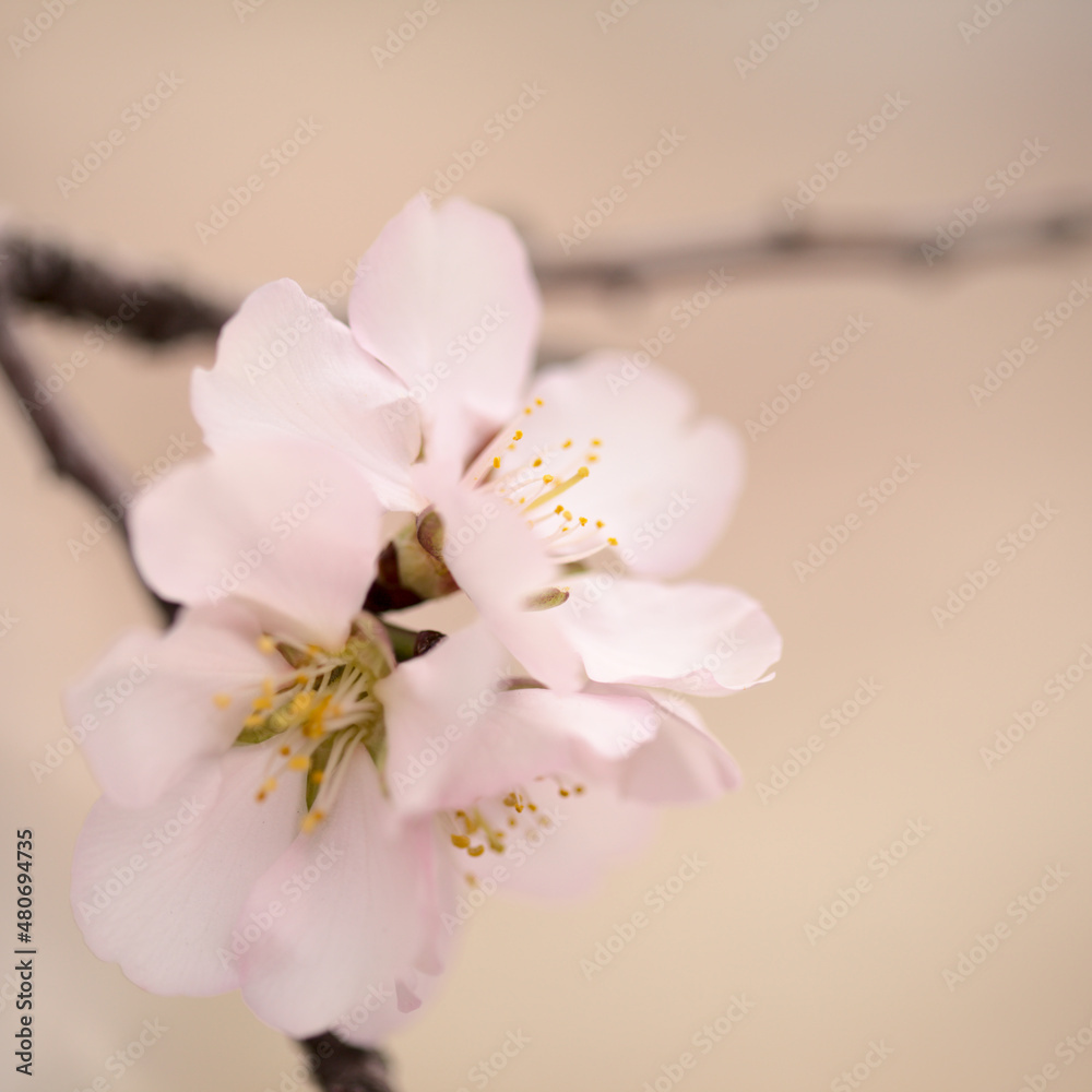 Horticulture of Gran Canaria - almond trees blooming in Tejeda in January, macro floral background
Horticulture of Gran Canaria - almond trees blooming in Tejeda in January, macro floral background