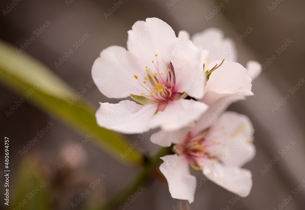 Horticulture of Gran Canaria - almond trees blooming in Tejeda in January, macro floral background
Horticulture of Gran Canaria - almond trees blooming in Tejeda in January, macro floral background
