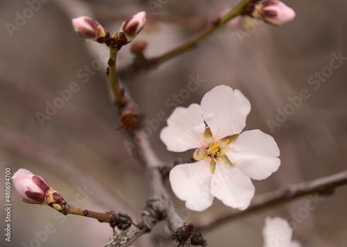 Horticulture of Gran Canaria -  almond trees blooming in Tejeda in January  macro floral background 