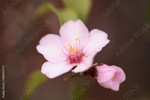 Horticulture of Gran Canaria - almond trees blooming in Tejeda in January, macro floral background 