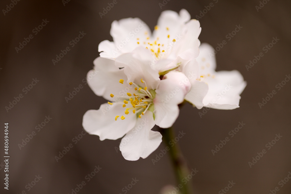 Horticulture of Gran Canaria - almond trees blooming in Tejeda in January, macro floral background
Horticulture of Gran Canaria - almond trees blooming in Tejeda in January, macro floral background