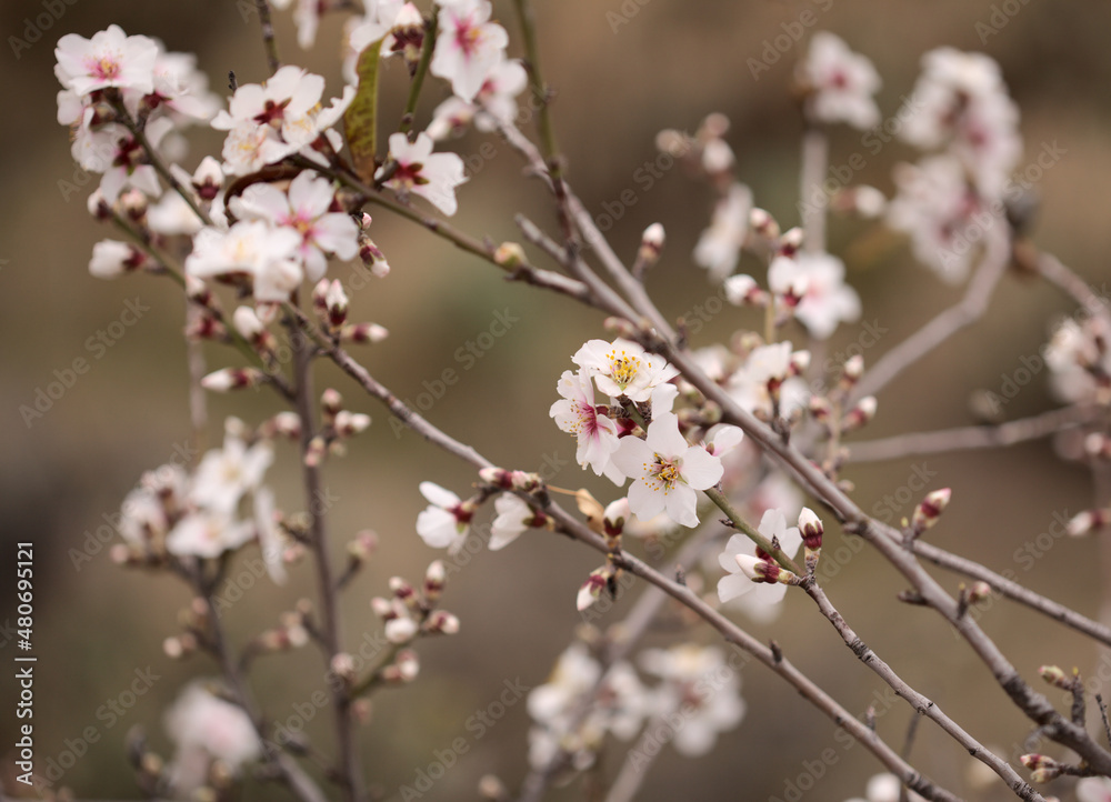 Horticulture of Gran Canaria - almond trees blooming in Tejeda in January, macro floral background
Horticulture of Gran Canaria - almond trees blooming in Tejeda in January, macro floral background
