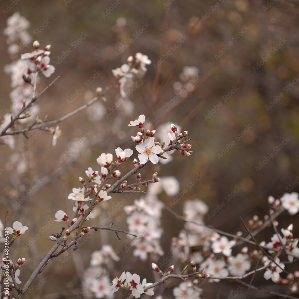 Horticulture of Gran Canaria - almond trees blooming in Tejeda in January, macro floral background
Horticulture of Gran Canaria - almond trees blooming in Tejeda in January, macro floral background