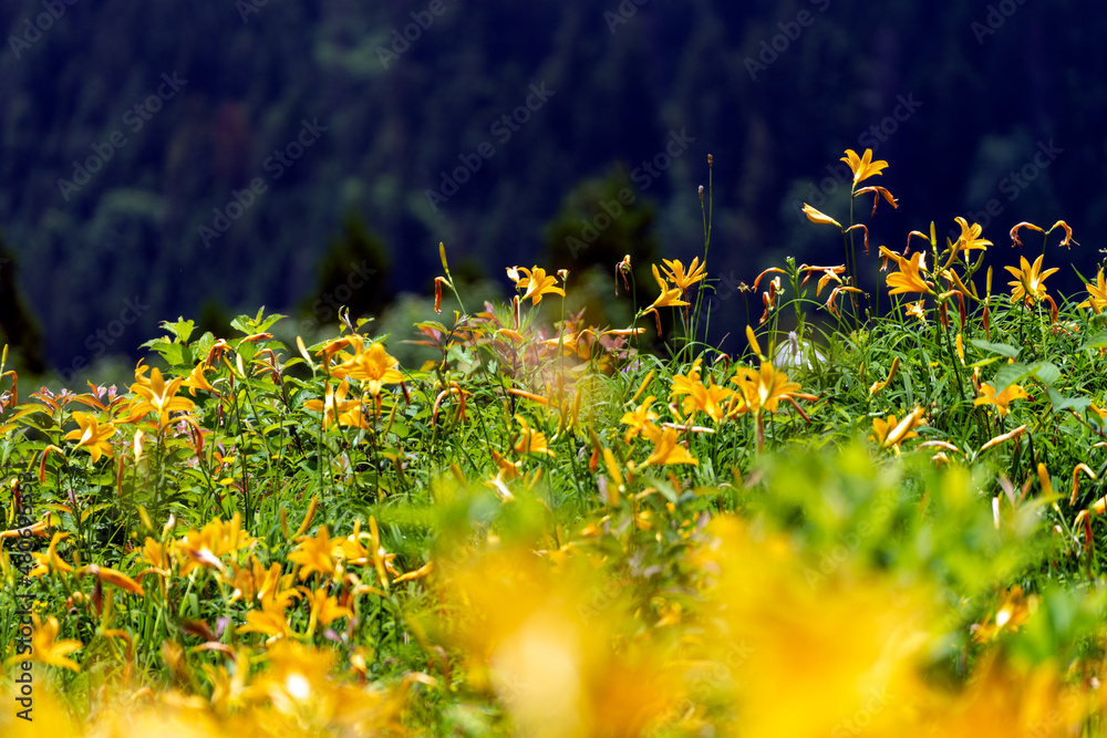 白山高山植物園に咲く白山の高山植物の花 Stock Photo | Adobe Stock