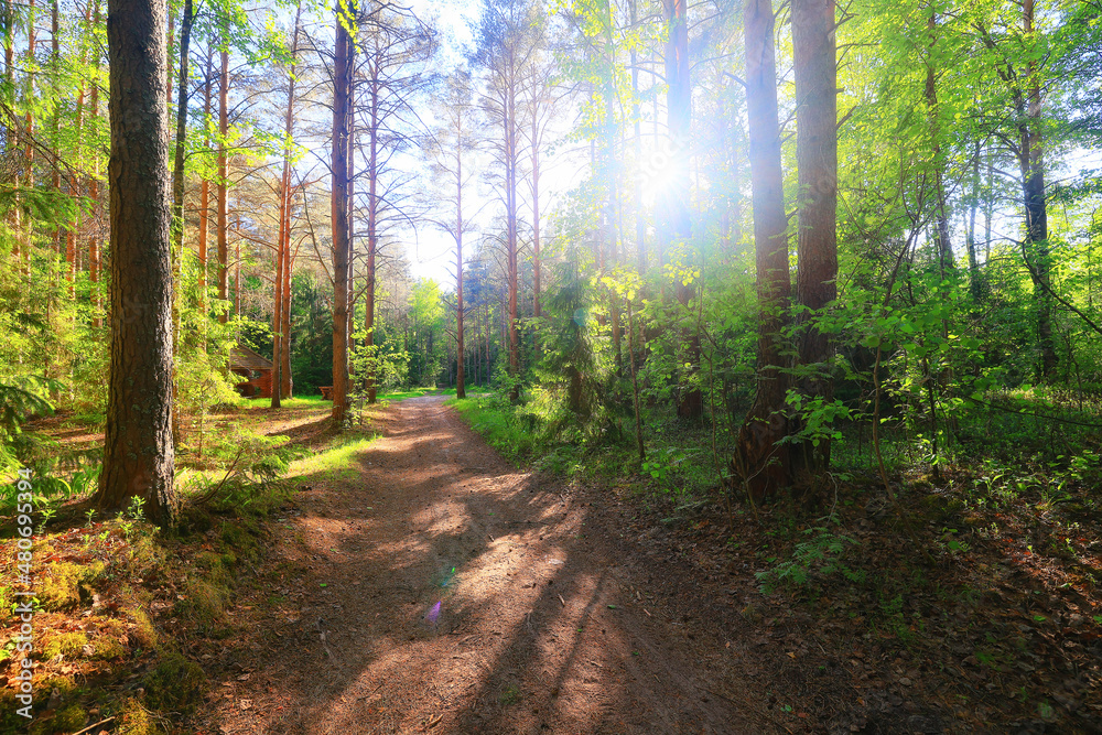 Fototapeta premium sunny summer day in green park, beautiful landscape trees background