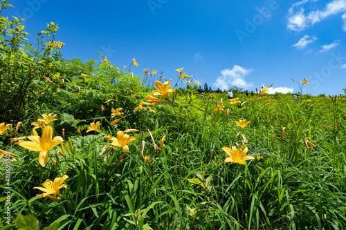 Fototapeta Naklejka Na Ścianę i Meble -  白山高山植物園に咲く白山の高山植物の花
