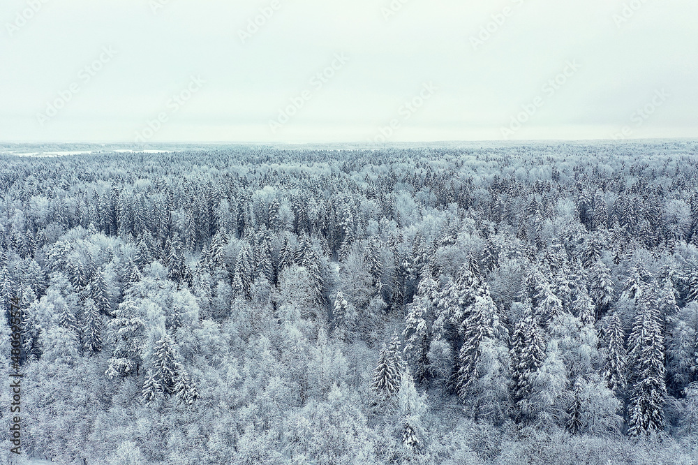 trees forest frost top view background, abstract drone view nature seasonal winter spruce trees forest frost top view background, abstract drone view nature seasonal winter spruce