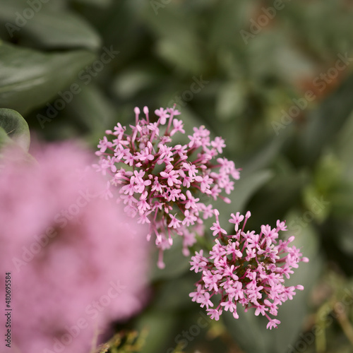 Flora of Gran Canaria - Centranthus ruber, red valerian, invasive in Canaries natural macro floral background