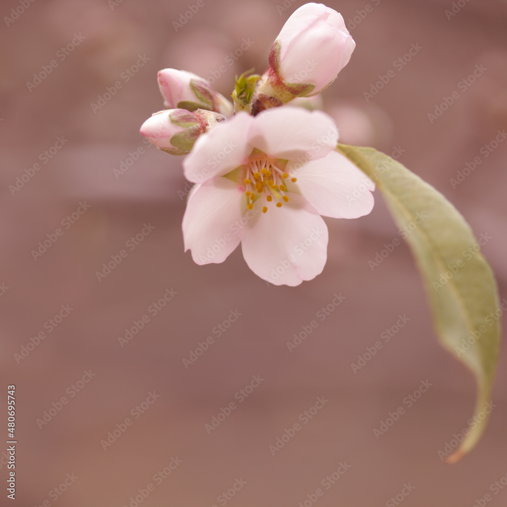 Horticulture of Gran Canaria -  almond trees blooming in Tejeda in January, macro floral background

