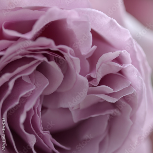 Unusual lilac-grey rose macro floral background © Tamara Kulikova