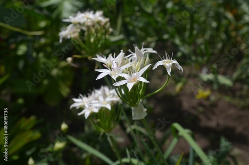 Blooming Plummer's onion, scientific name Allium plummerae photo