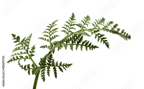 Flora of Gran Canaria - Todaroa montana  plant endemic to the Canary Islands  lacy leaf isolated on white  
