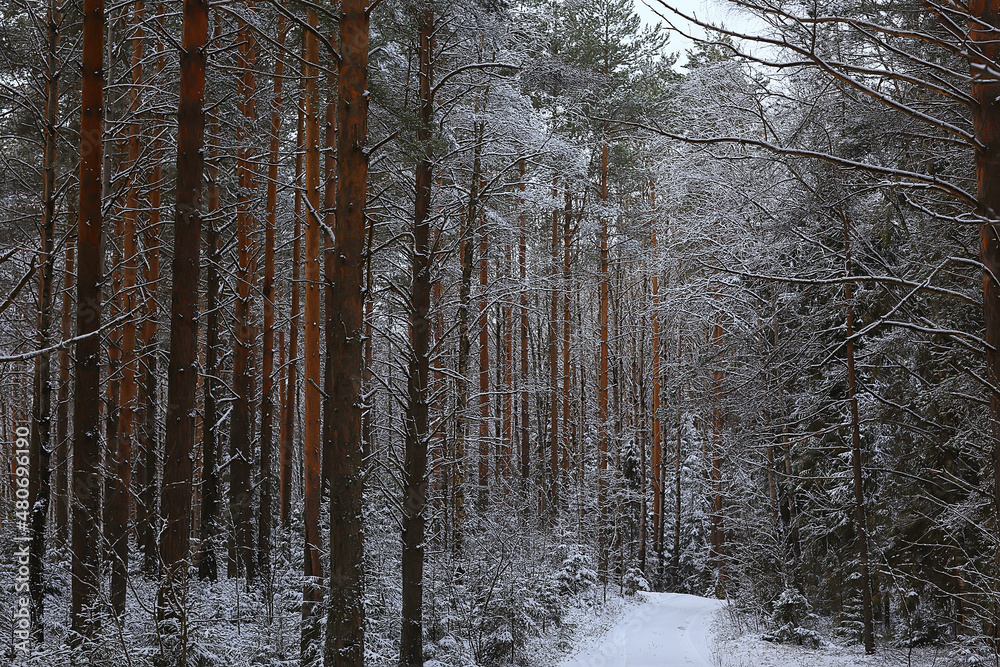 Fototapeta premium coniferous forest covered with hoarfrost background, winter landscape snow trees