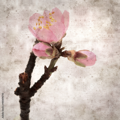 square stylish old textured paper background with almond blossoms from Gran Canaria photo