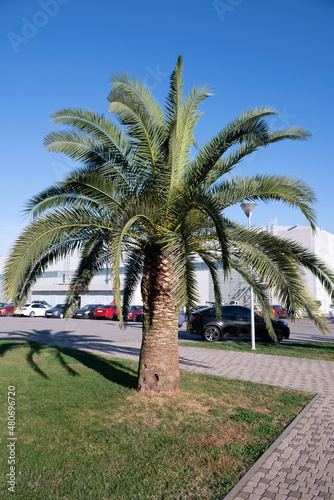 A lush palm tree on a green lawn against a blue sky.