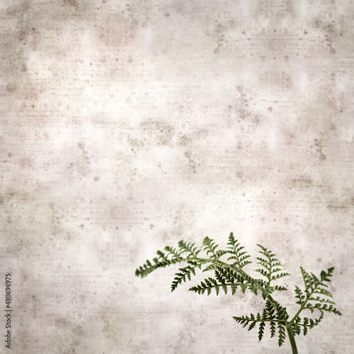 square stylish old textured paper background with lacy leaves of Todaroa montana, plant endemic to the Canary Islands 