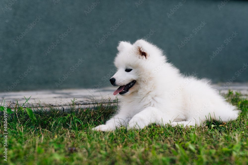 Fototapeta premium Funny Samoyed puppy in the garden on the green grass