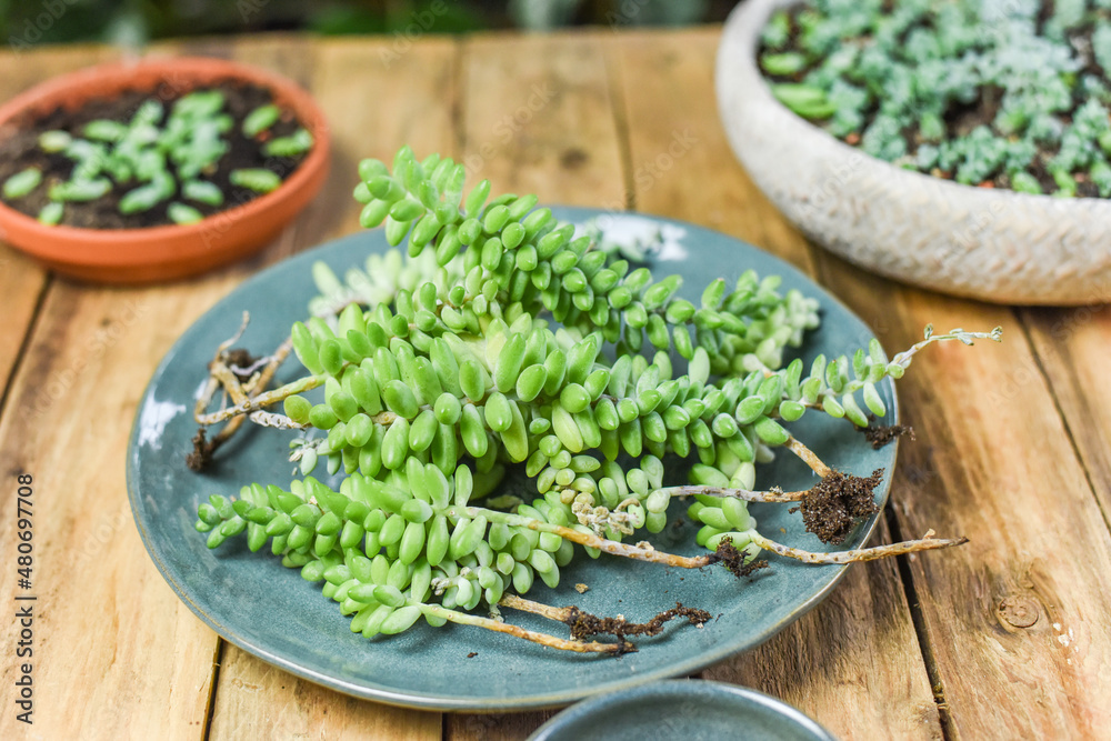 Urban Jungle sedum burrito pflegen um umtopfen auf Arbeitstisch, Zimmerpflanzen vermehren, Schlangen-Fetthenne Urban Jungle sedum burrito pflegen um umtopfen auf Arbeitstisch, Zimmerpflanzen vermehren, Schlangen-Fetthenne