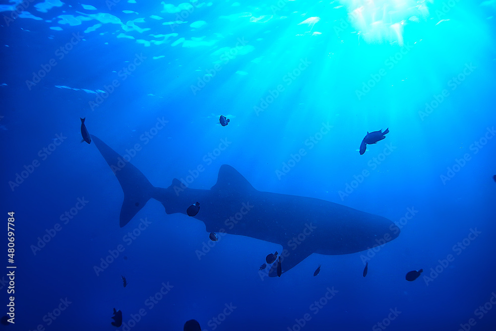 Obraz premium whale shark scene landscape / abstract underwater big sea fish, adventure, diving, snorkeling