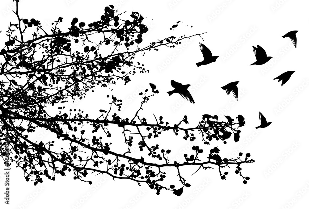 Fototapeta premium Realistic illustration with silhouettes of three birds - crows or ravens sitting on tree branch without leaves and flying, isolated on white background - vector