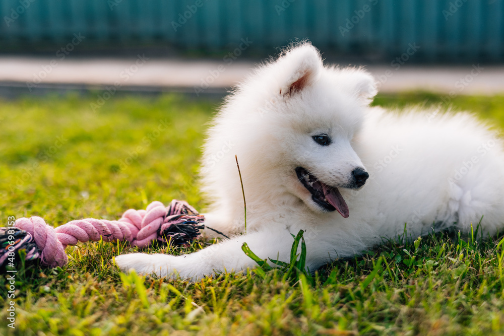 Fluffy white Samoyed puppy dog playing with toy on the green grass Fluffy white Samoyed puppy dog playing with toy on the green grass