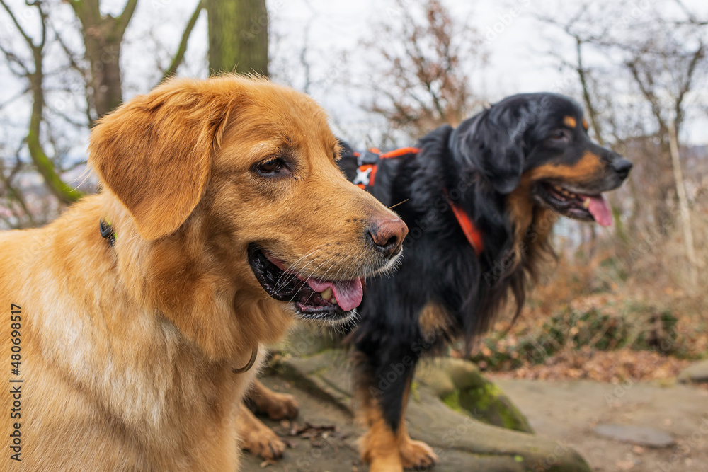 male dog hovawart gold and black and golden female, the dark dog is out of focus in the background male dog hovawart gold and black and golden female, the dark dog is out of focus in the background