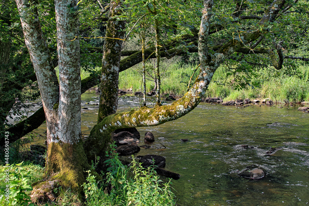Méandres de la Sarthe, rivière bordée d'arbres