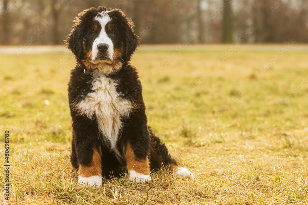 female Bernese Mountain Dog Puppy posing sitting on the grass