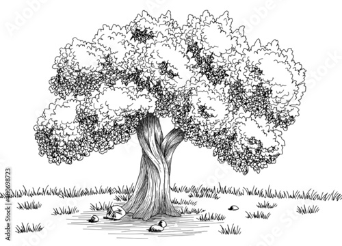 Olive tree graphic black white landscape sketch illustration vector