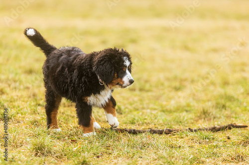 female Bernese Mountain Dog puppy found a big stick
