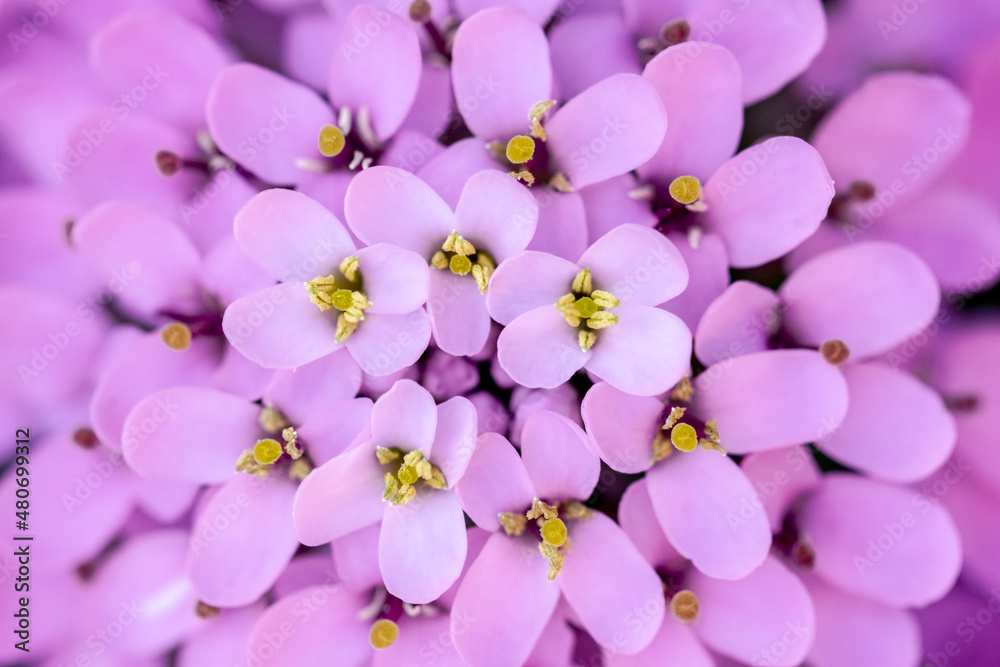 Lilac flowers with soft selective focus. Dreamy image of beautiful nature. Summer blurred background in lilac colors.