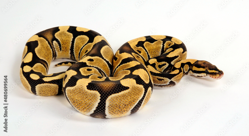 Ball python // Königspython (Python regius) - Desert Ghost colour morph Ball python // Königspython (Python regius) - Desert Ghost colour morph