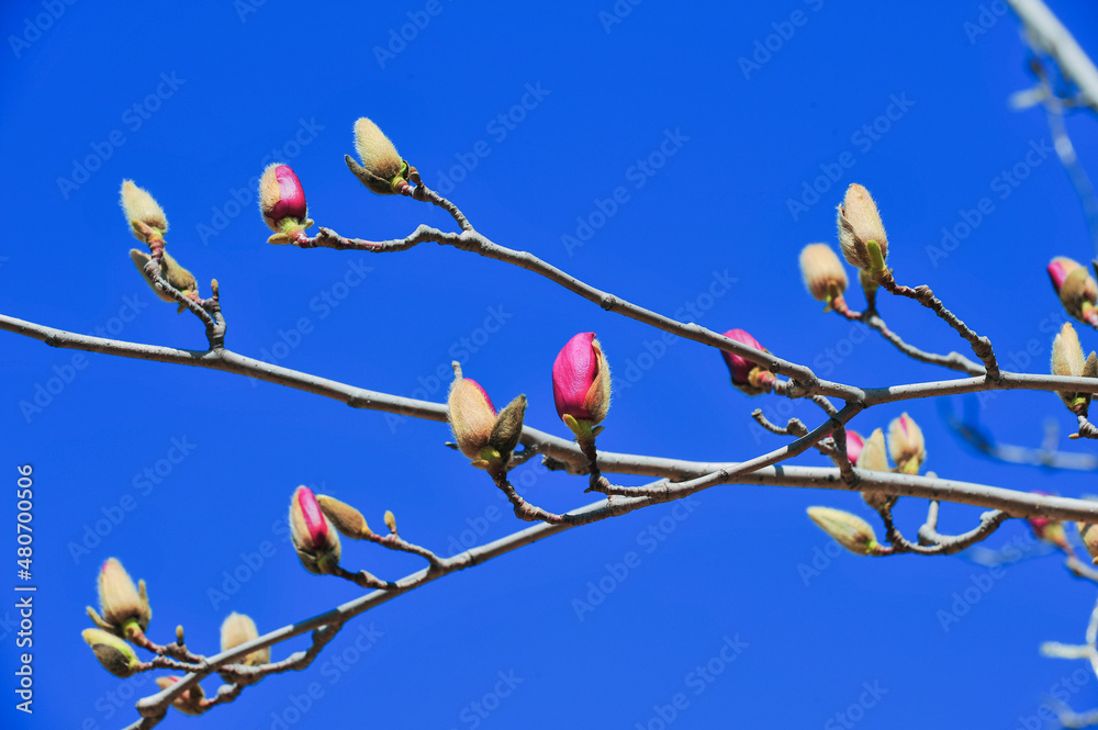 In spring, under the background of blue sky, magnolia trees bloom beautiful magnolias In spring, under the background of blue sky, magnolia trees bloom beautiful magnolias