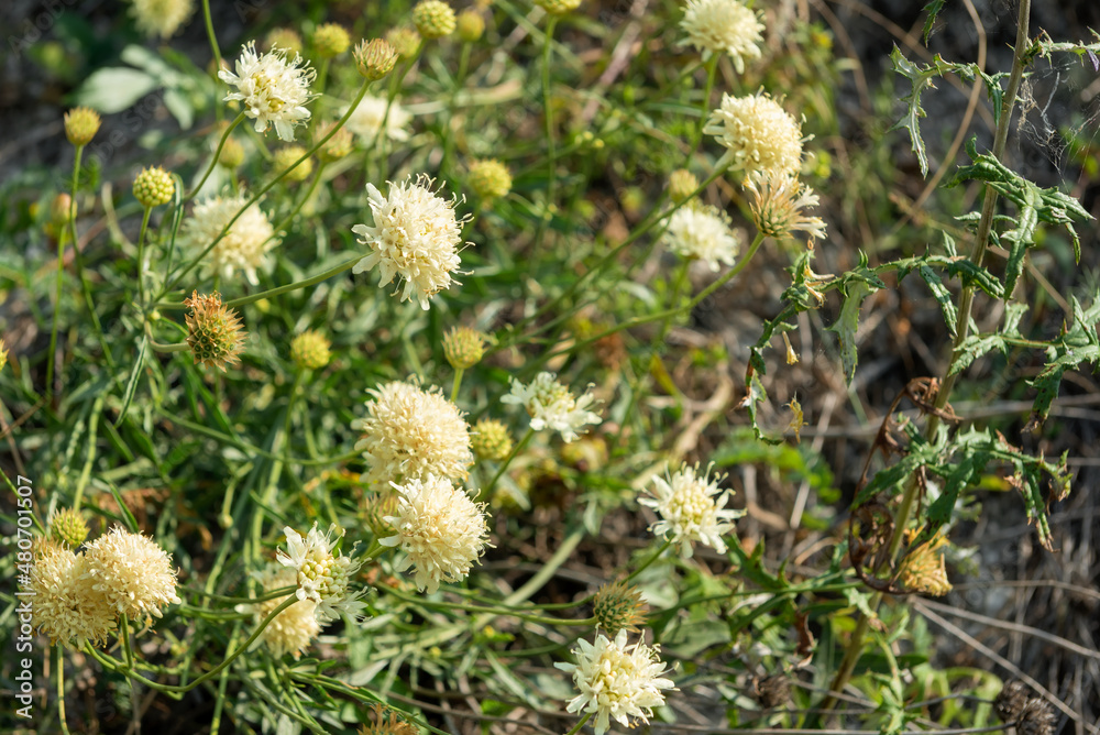 Small yellow wildflowers on a field on a summer day Small yellow wildflowers on a field on a summer day