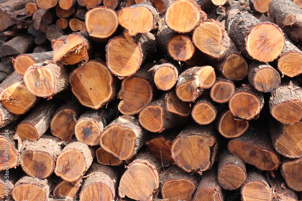 Full Frame Shot Of Logs In Forest Full Frame Shot Of Logs In Forest