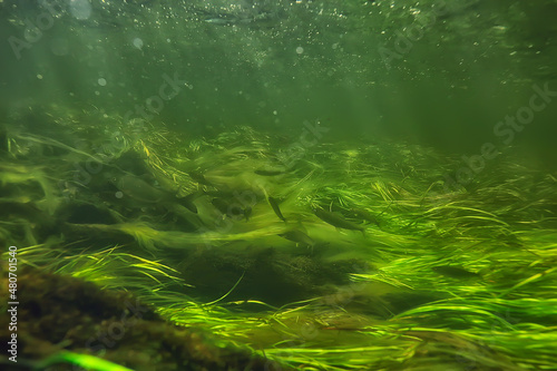 Fototapeta Naklejka Na Ścianę i Meble -  green algae underwater in the river landscape riverscape, ecology nature