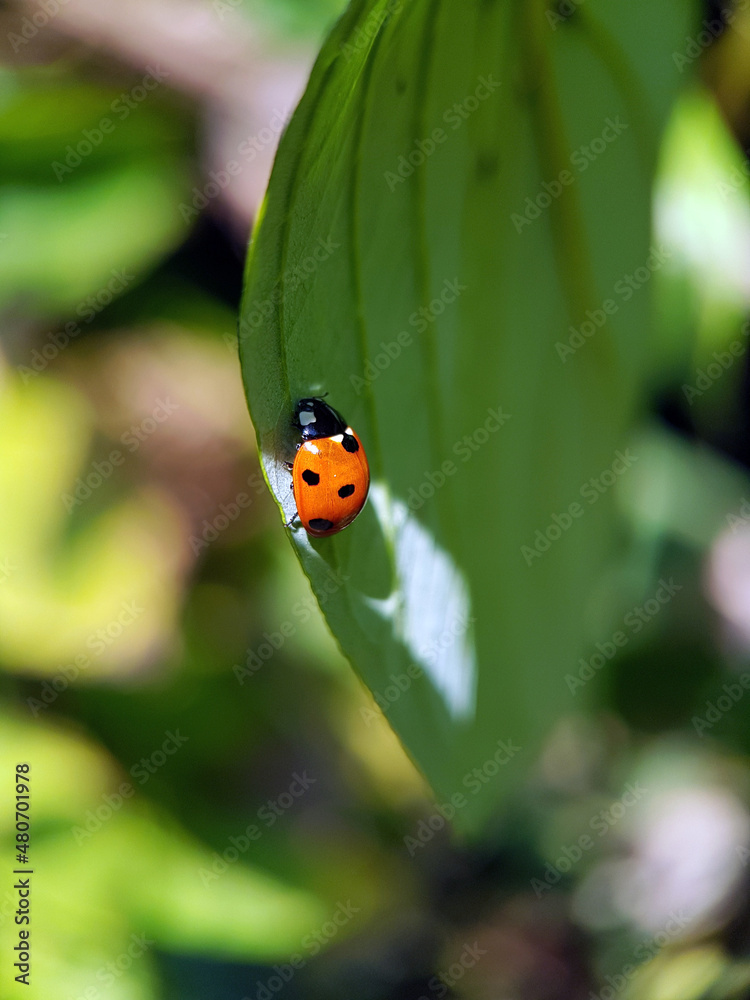 Fototapeta premium Ladybird on plant 