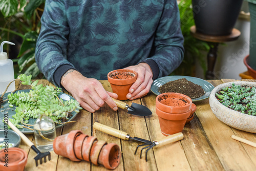 Mann pflanzt Sedum Burrito in einen Tontopf, Gärtnern auf einem Arbeitstisch, Sukkulenten